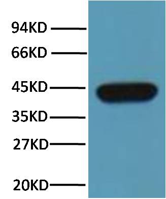 Paracletos