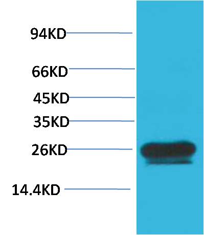 Paracletos