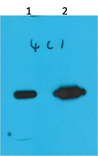 Paracletos