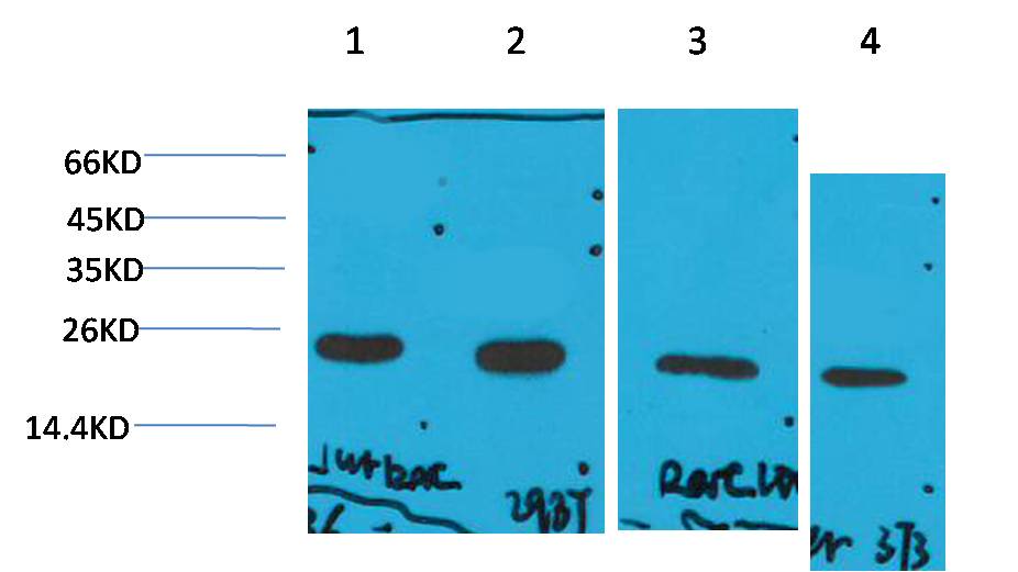 Paracletos
